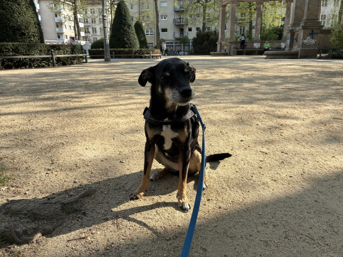 In dieser Szene belichtet das iPhone 16e etwas dunkler ...